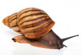 Archachatina marginata candefacta Cameroon striped adult